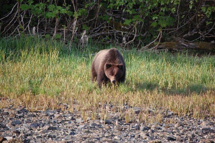 Un ours marchant dans une zone herbeuse, avec des arbres en arrière-plan. 4