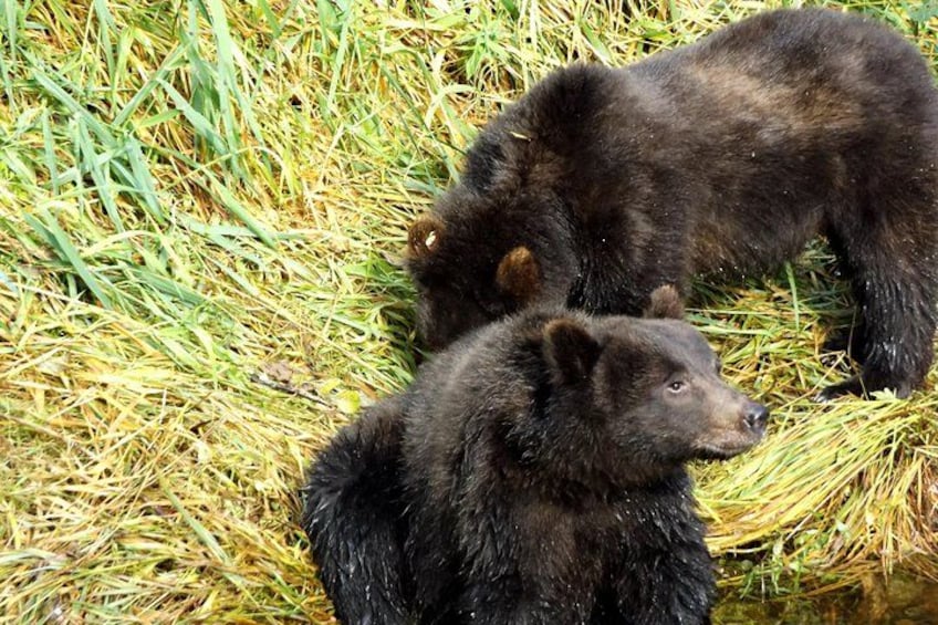 Two bears on a grassy field. 4