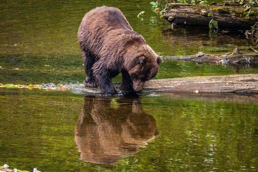 A bear wading in a river surrounded by greenery. 3