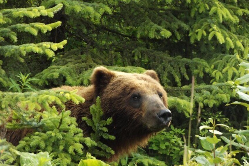 A brown bear partially hidden by dense green foliage. 2
