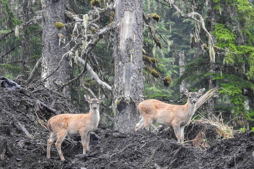Two deer in a forest with trees and underbrush. 2