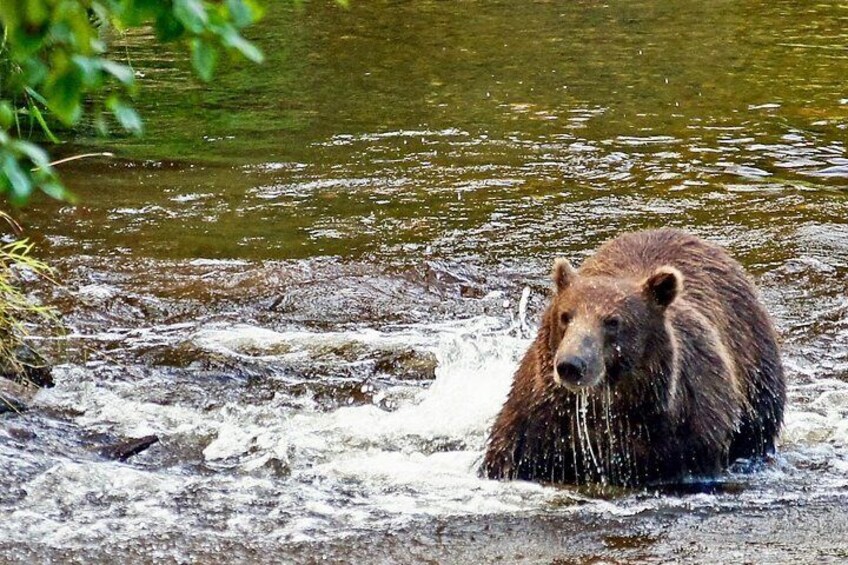 A bear wading in a river. 4