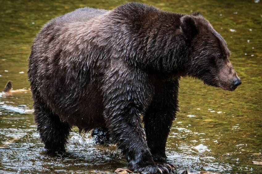 A bear walking in a stream. 3
