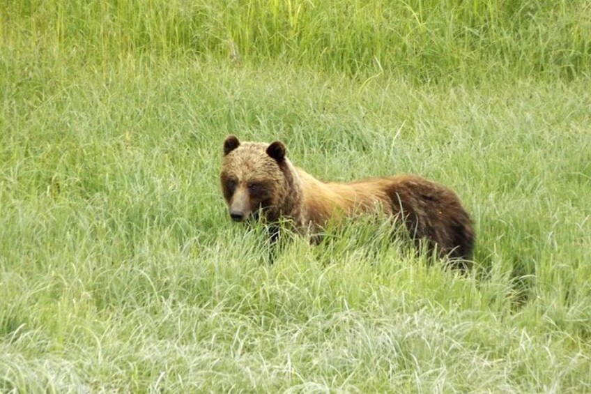Un ours allongé dans de l’herbe verte et haute. 3