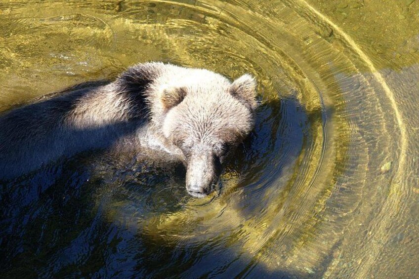 Chichagof Island Tour: Brown Bear Search 2