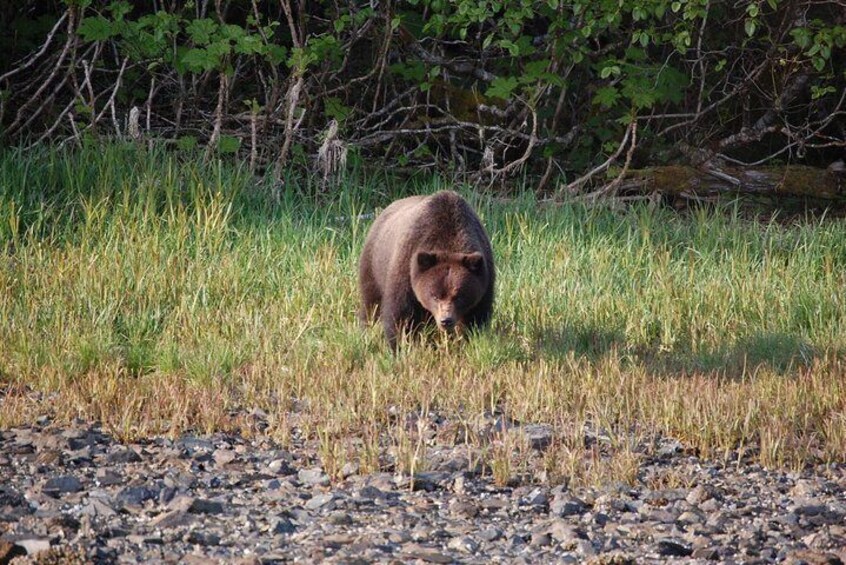 A bear walking through a grassy area with a rocky foreground and trees in the background. 5