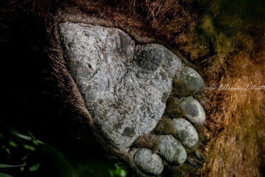 A close-up of a bear's paw with a heart-shaped stone embedded in it. 2