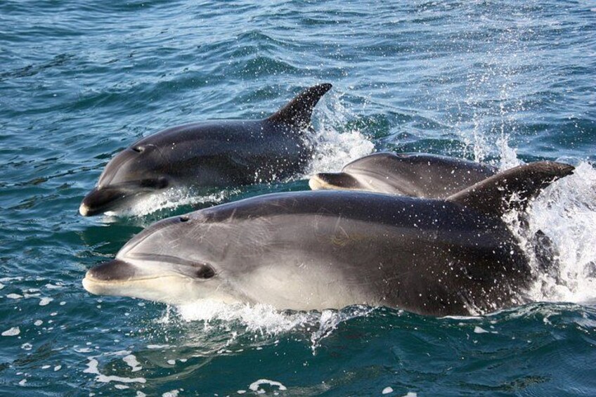 Bottlenose Dolphins in the wild 4