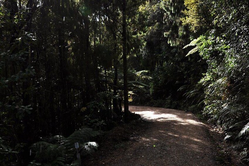 A forested path with dense trees and sunlight filtering through. 4