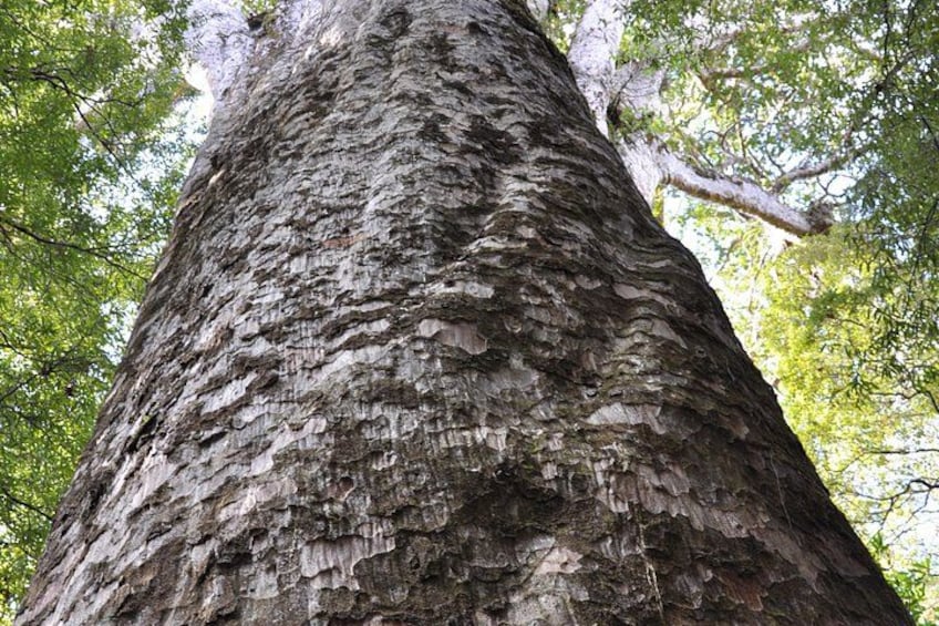 A tall tree with rough bark and green leaves. 3