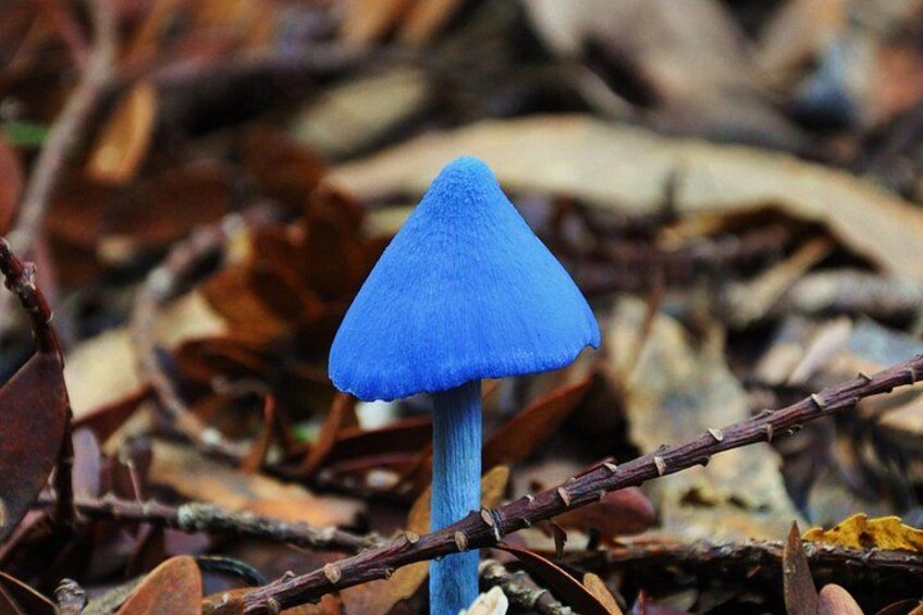 A single blue mushroom with a conical cap and a slender stem, surrounded by brown leaves and twigs. 2