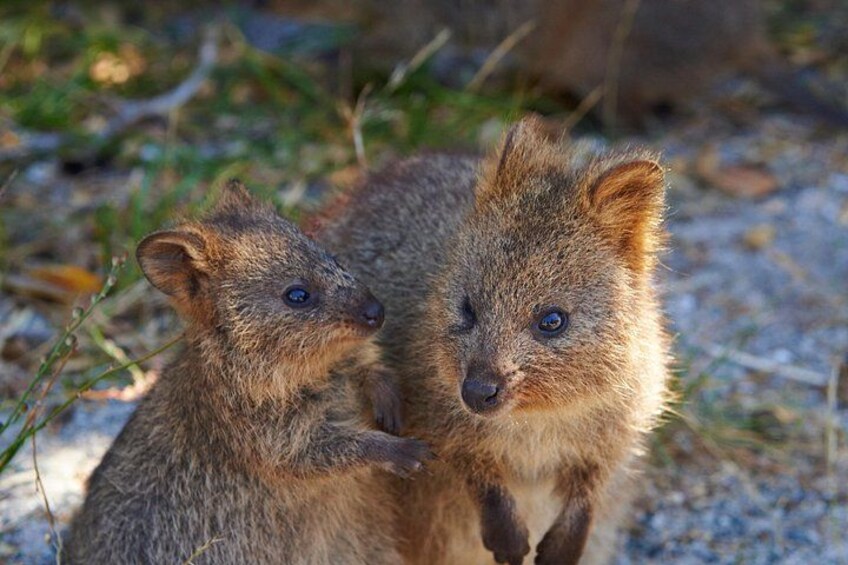 The happiest animal on Earth, quokkas! 4