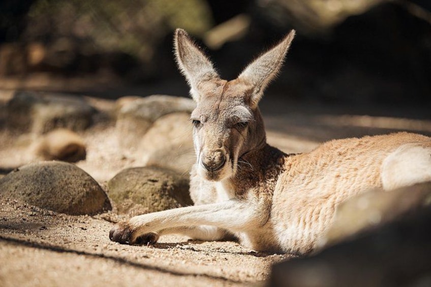 Kangaroo at the Macropod Walkthrough - Taronga Zoo 2
