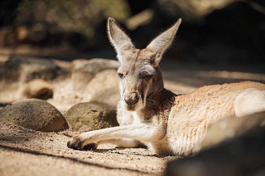 Kangaroo at the Macropod Walkthrough - Taronga Zoo 2