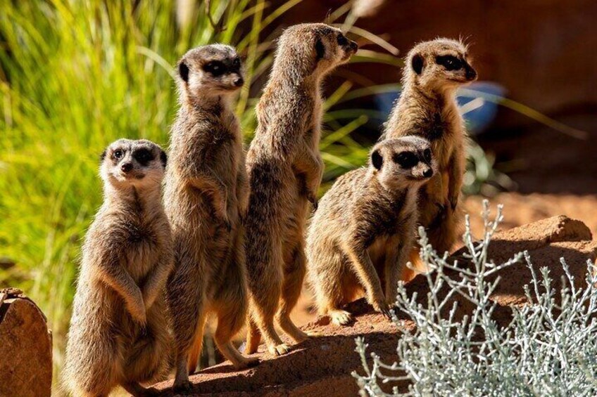 Meerkats - Taronga Zoo