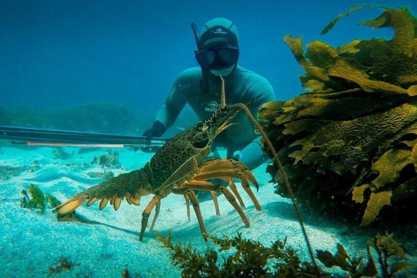 Un buceador sostiene un langostino grande en un entorno submarino transparente. 2