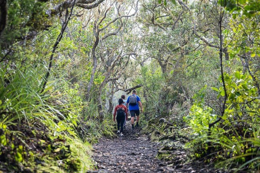 A forested hiking trail with dense vegetation and a narrow path. 2