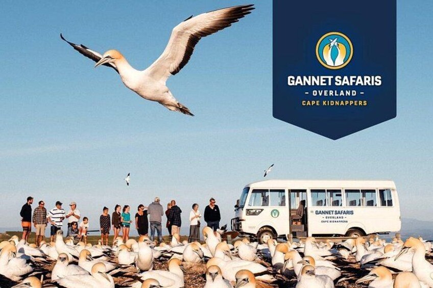 A group of people observing birds near a Gannet Safari bus. 1