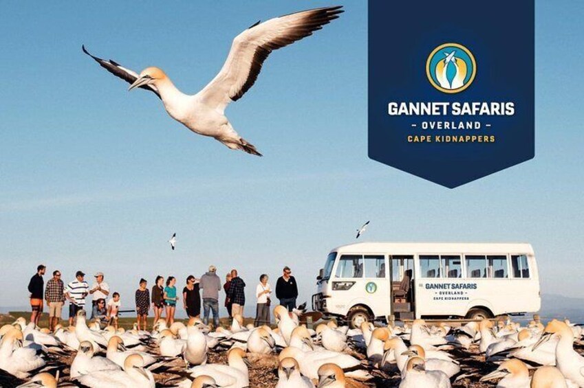 A group of people observing birds near a white tour bus with 'Gannet Safaris' branding. 1