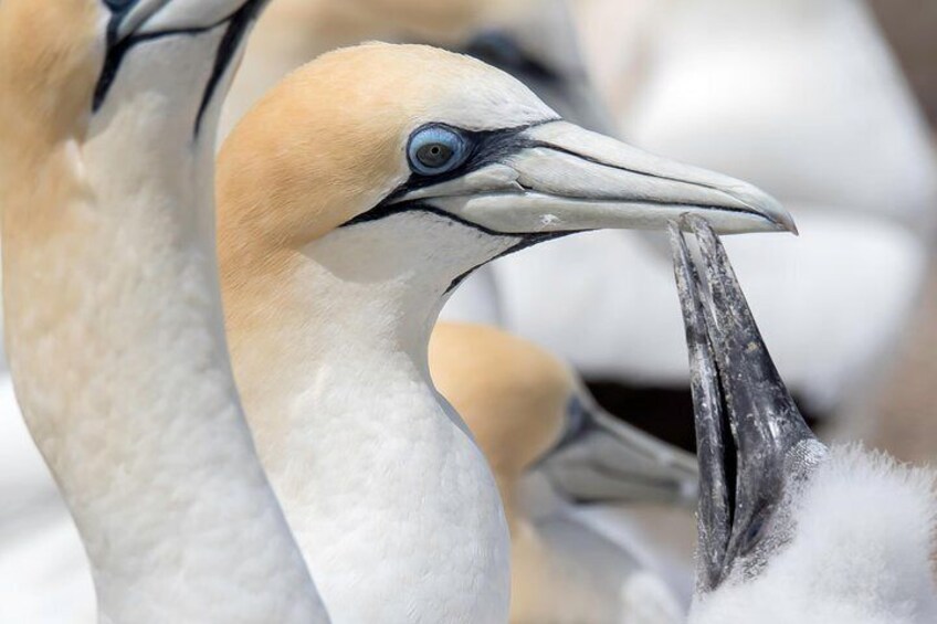 A close-up of a bird with a white and black beak, likely a seabird, with a distinctive blue eye. 5