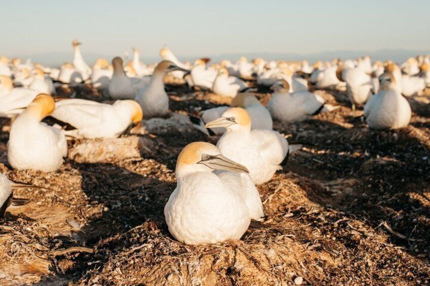 A colony of seabirds on a rocky shore. 3