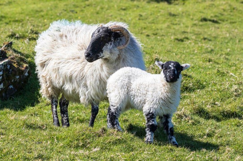 The Great Blasket Island Experience - Premium Tour 3