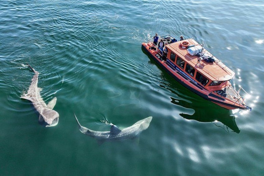 The Great Blasket Island Experience - Premium Tour 3