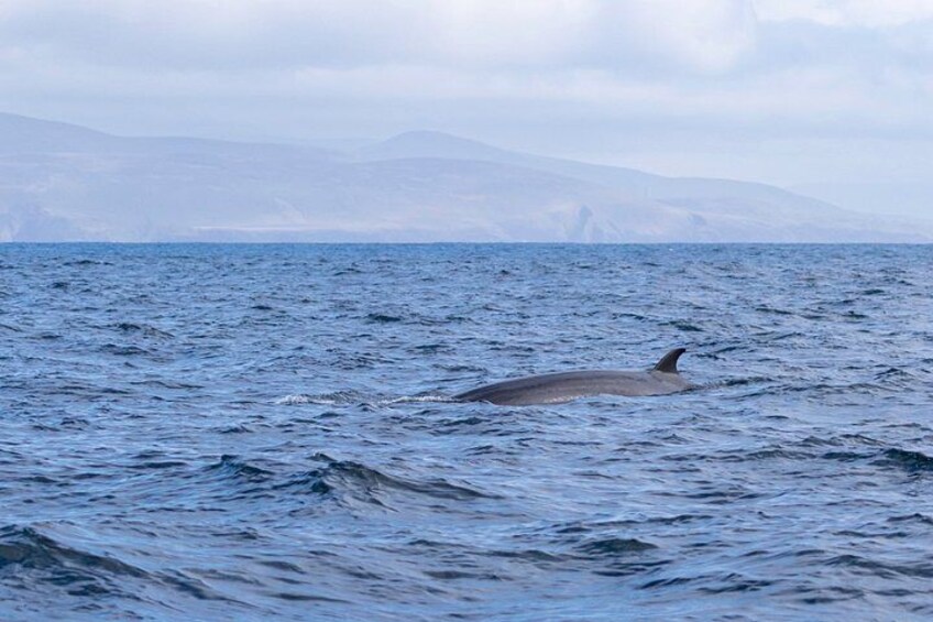 The Great Blasket Island Experience - Premium Tour 5