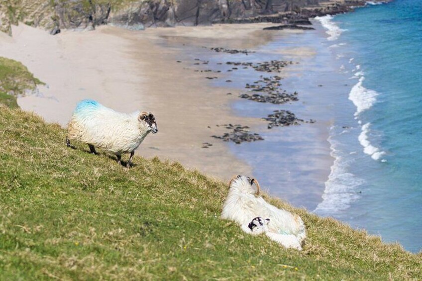 The Great Blasket Island Experience - Premium Tour 3