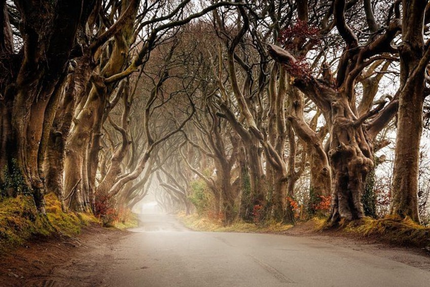 The Dark Hedges 2