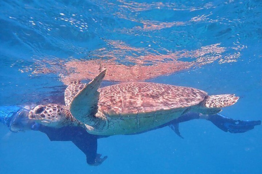 Snorkel with our friendly turtles 2