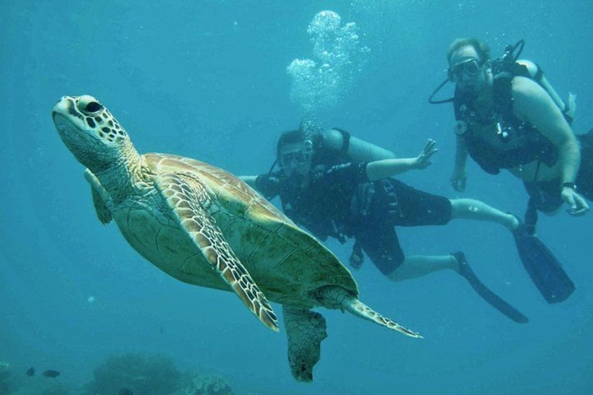 Diving Ocean Freedom 5