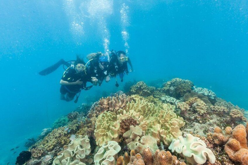 Ocean Freedom: Great Barrier Reef Stylish Snorkel, Dive Reef Tour 2