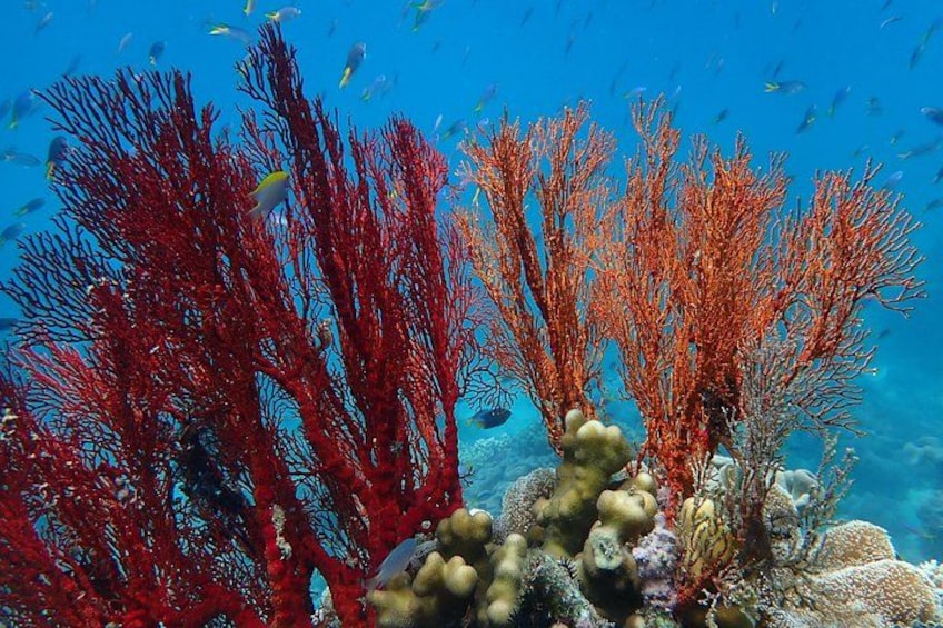 Beautiful fan coral on "Wonder Wall" 3
