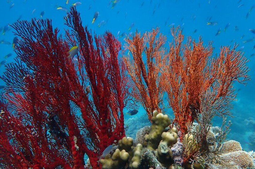 Beautiful fan coral on "Wonder Wall" 3
