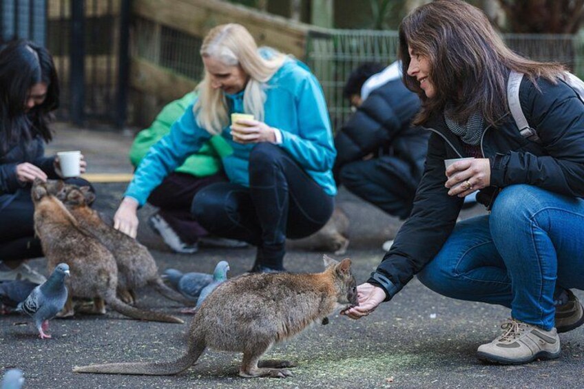 Wallabies approaching for a feed at Featherdale, under professional supervision 5