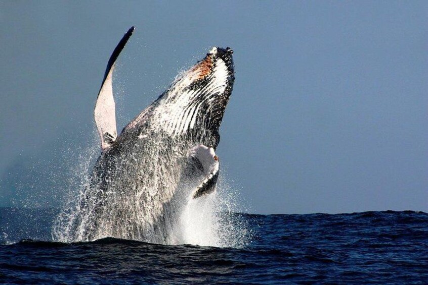 Sydney Whale-Watching Cruise Including Lunch or Breakfast 4