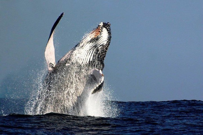 Sydney Whale-Watching Cruise Including Lunch or Breakfast 3