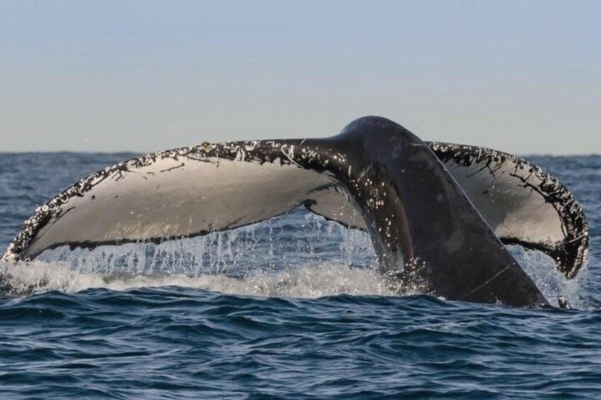 Une baleine qui saute hors de l’eau en soulevant sa queue et ses nageoires caudales. 3