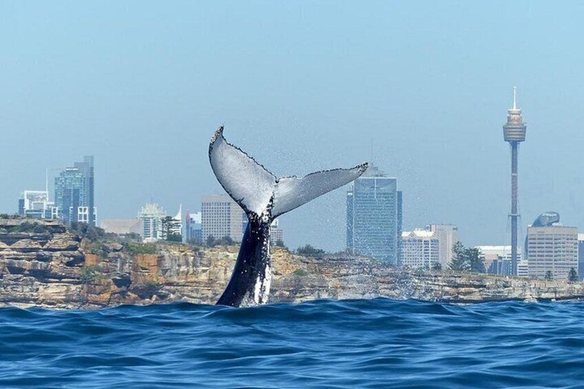 Sydney Whale-Watching Cruise Including Lunch or Breakfast 5