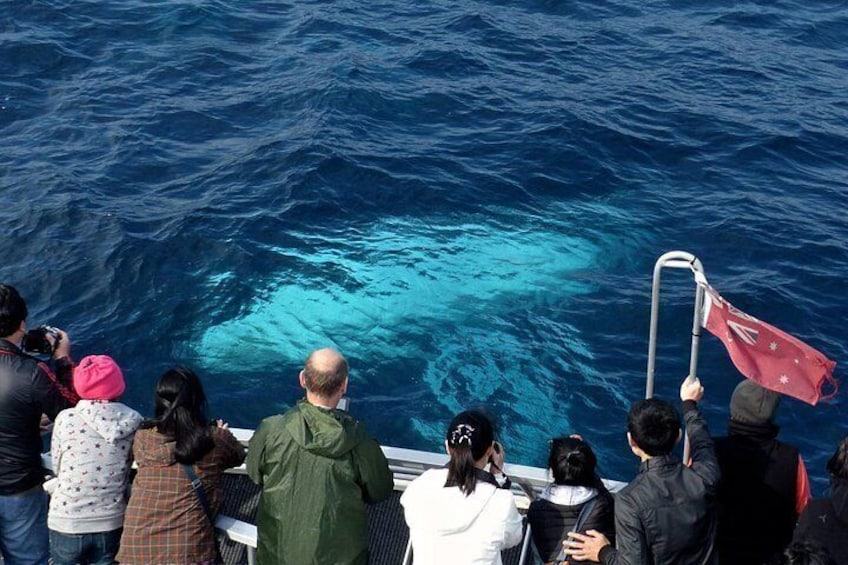 Sydney Whale-Watching Cruise Including Lunch or Breakfast 4