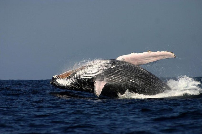 Sydney Whale-Watching Cruise Including Lunch or Breakfast 2