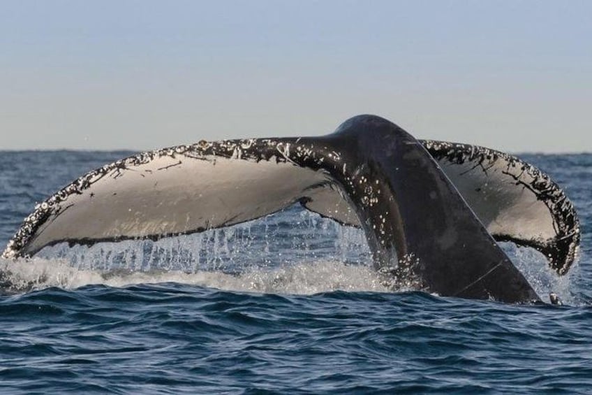 Sydney Whale-Watching Cruise Including Lunch or Breakfast 3