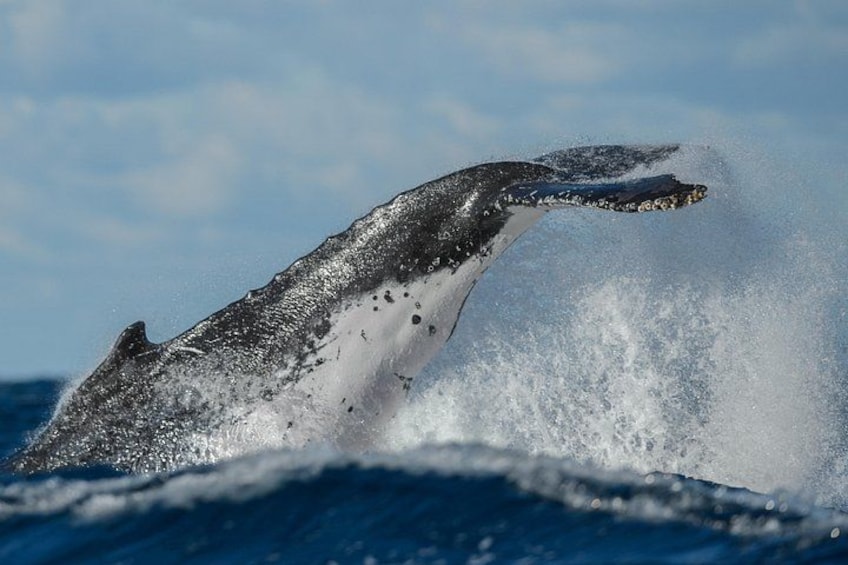 Sydney Whale-Watching Cruise Including Lunch or Breakfast 2
