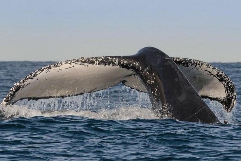 Sydney Whale-Watching Cruise Including Lunch or Breakfast 2