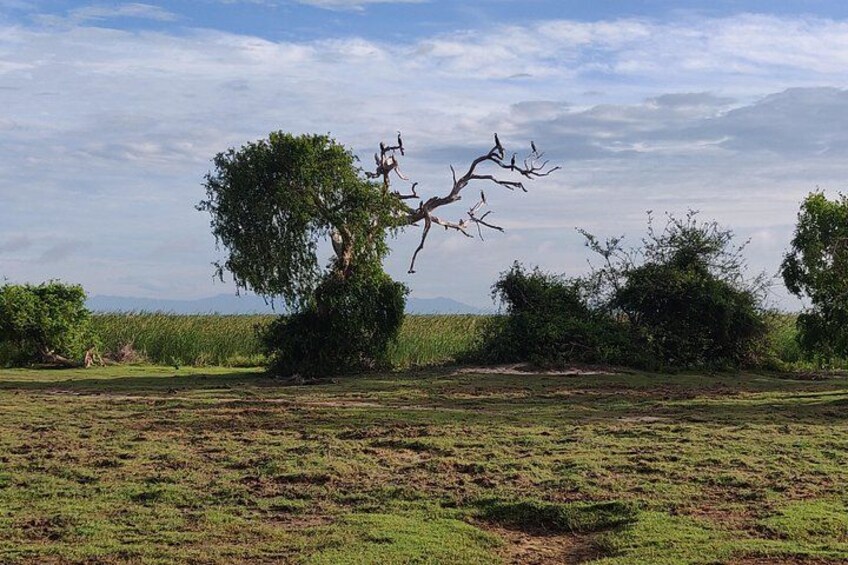 Een landschap met een opvallende kale boom, een grasveld en verre bomen. 3