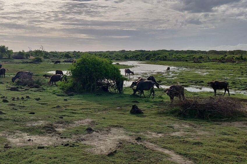 Een kudde koeien graast op een grasveld, met een waterpartij op de achtergrond. 2