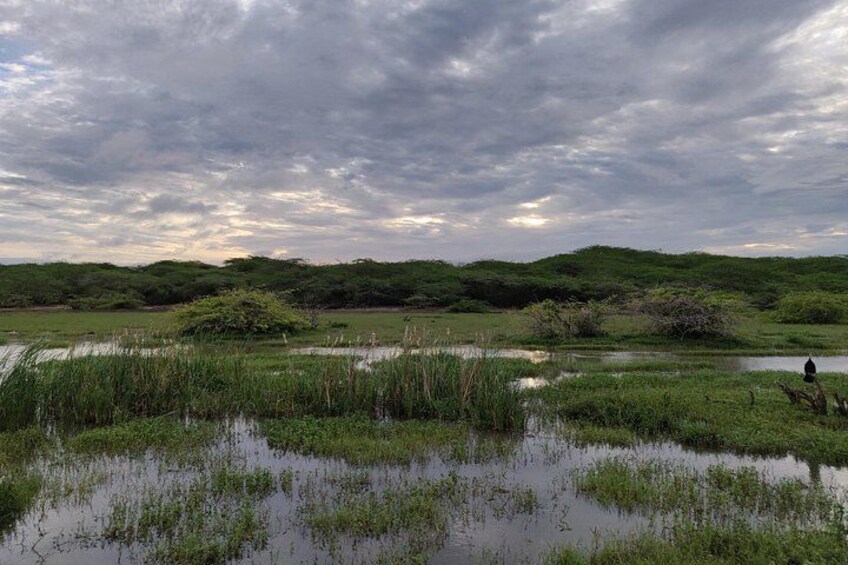 Een moeraslandschap met water, begroeiing en een bewolkte lucht. 4