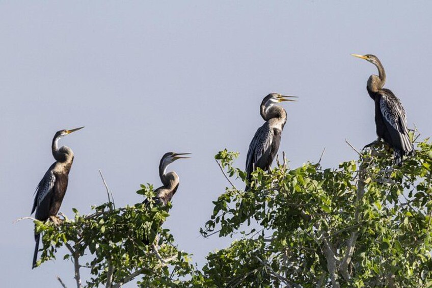 Vier vogels zitten op takken. 5