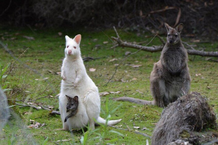 Full-Day Guided Bruny Island Tour from Hobart 1